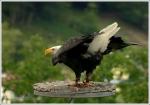 Bielik zwyczajny (Haliaeetus albicilla) 