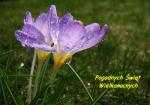Pogodnych....