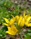 TT  - Wiosenna fauna i flora