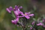 TT - Wiosenna fauna i flora