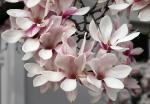 Cieszyńskie magnolie