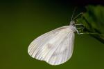 Albinos