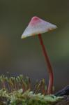 Parasolka