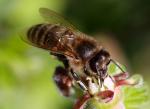 BZZZ