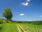 Lato