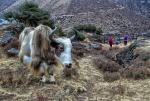 Yak