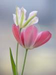 Tulipany
