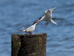 Rybitwa rzeczna (Sterna hirundo) - karmienie w locie