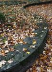 Autumn snake