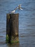 Rybitwa rzeczna (Sterna hirundo) - karmienie