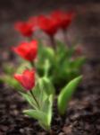 Tulipany