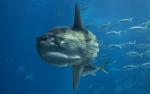 Mola mola