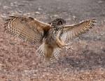 Bubo bubo