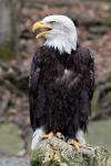 Majestat