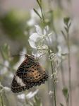 Motyl 
