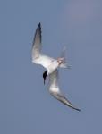 Rybitwa rzeczna (Sterna hirundo)