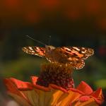 Motyl.